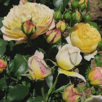 Image 5 of CHARLOTTE ROSE (Auspoly)