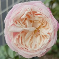 Image 5 of PIROUETTE ROSE