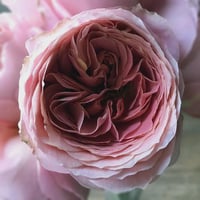 Image 5 of ROMANTIC ANTIKE ROSE