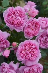 Image 6 of PRIMA VISTA ROSE