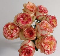 Image 6 of CITY GARDEN ROSE