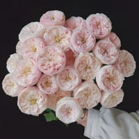 Image 5 of MANSFIELD PARK ROSE