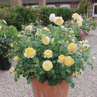 Image 6 of CHARLOTTE ROSE (Auspoly)