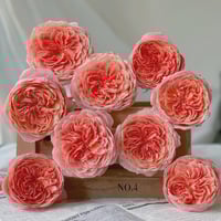 Image 6 of ROMANTIC ANTIKE ROSE