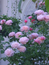 Image 6 of PIROUETTE ROSE