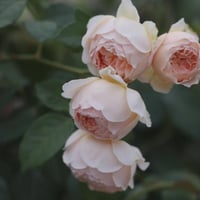 Image 6 of JUDE THE OBSCURE ROSE (Ausjo)