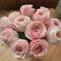 Image 6 of KATHERINE ROSE