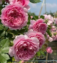 Image 7 of PRIMA VISTA ROSE