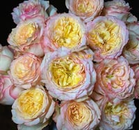 Image 7 of CITY GARDEN ROSE