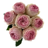 Image 6 of MANSFIELD PARK ROSE