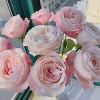 Image 7 of KATHERINE ROSE