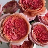 Image 7 of ROMANTIC ANTIKE ROSE