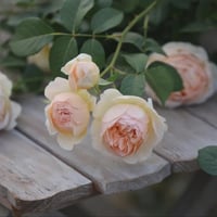 Image 7 of JUDE THE OBSCURE ROSE (Ausjo)