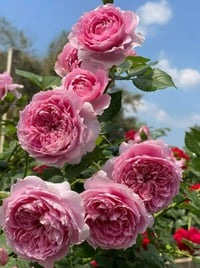 Image 8 of PRIMA VISTA ROSE