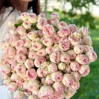 Image 7 of MANSFIELD PARK ROSE