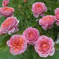 Image 8 of ROMANTIC ANTIKE ROSE