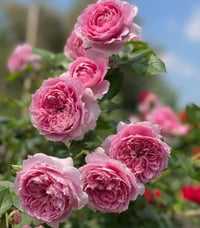 Image 9 of PRIMA VISTA ROSE