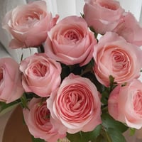 Image 9 of KATHERINE ROSE