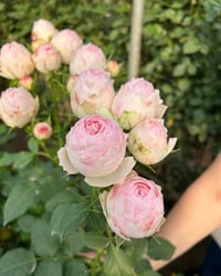 Image 8 of MANSFIELD PARK ROSE