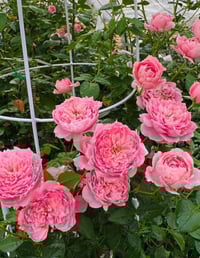 Image 10 of PRIMA VISTA ROSE