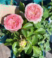 Image 9 of MANSFIELD PARK ROSE