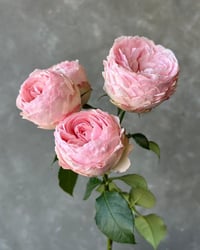 Image 10 of MANSFIELD PARK ROSE