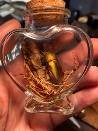 Sawtooth Beetle in Heart 