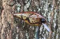 Image 2 of Custom Airbrushed 1.5 Squarebill Crankbait 1024