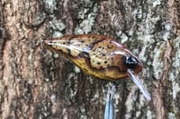 Image 4 of Custom Airbrushed 1.5 Squarebill Crankbait 1024