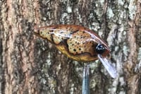 Image 5 of Custom Airbrushed 1.5 Squarebill Crankbait 1024