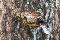 Image 3 of Custom Airbrushed 1.5 Squarebill Crankbait 1024