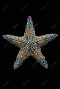Jeweled Sea-Star (Digital)