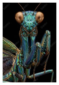 Azure-Gold Macro Mantis