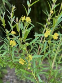 Image 1 of Sinicuichi ( Heimia salicifolia ) 2 L Container 