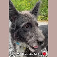 Image 13 of Bespoke Pet Portrait (19x27cm)