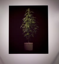 Image 1 of Northern Light - Framed