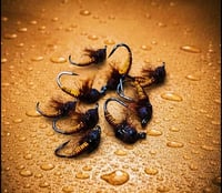 Image 1 of Copper Bug Nymph