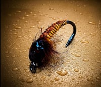 Image 2 of Copper Bug Nymph