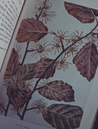 Image 4 of How to Know the Wildflowers 