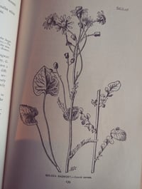 Image 3 of How to Know the Wildflowers 