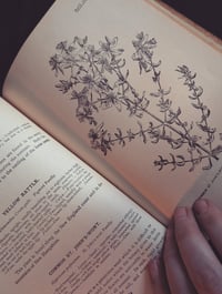 Image 2 of How to Know the Wildflowers 