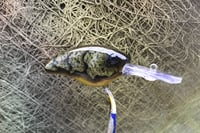 Image 5 of Custom Airbrushed Combat Crankbait 4541