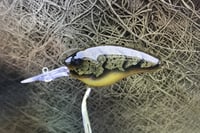 Image 13 of Custom Airbrushed Combat Crankbait 4541