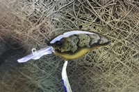 Image 11 of Custom Airbrushed Combat Crankbait 4541