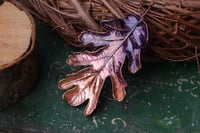 Image 1 of Vera foglia di quercia farnia racchiusa nel rame con patina viola