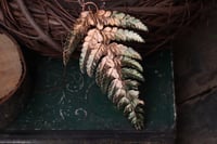 Image 2 of Vera felce elettroformata in rame con patina sfumata verde