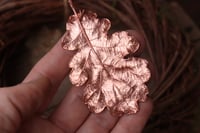 Image 1 of Vera foglia di quercia racchiusa nel rame con finitura lucida