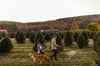 TREE FARM MINIS