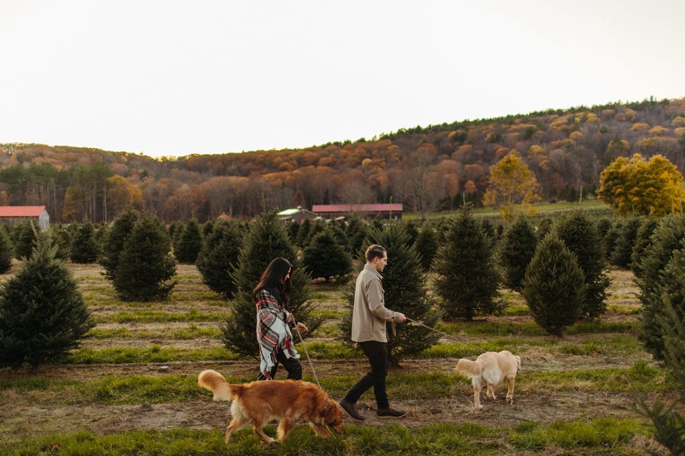TREE FARM MINIS