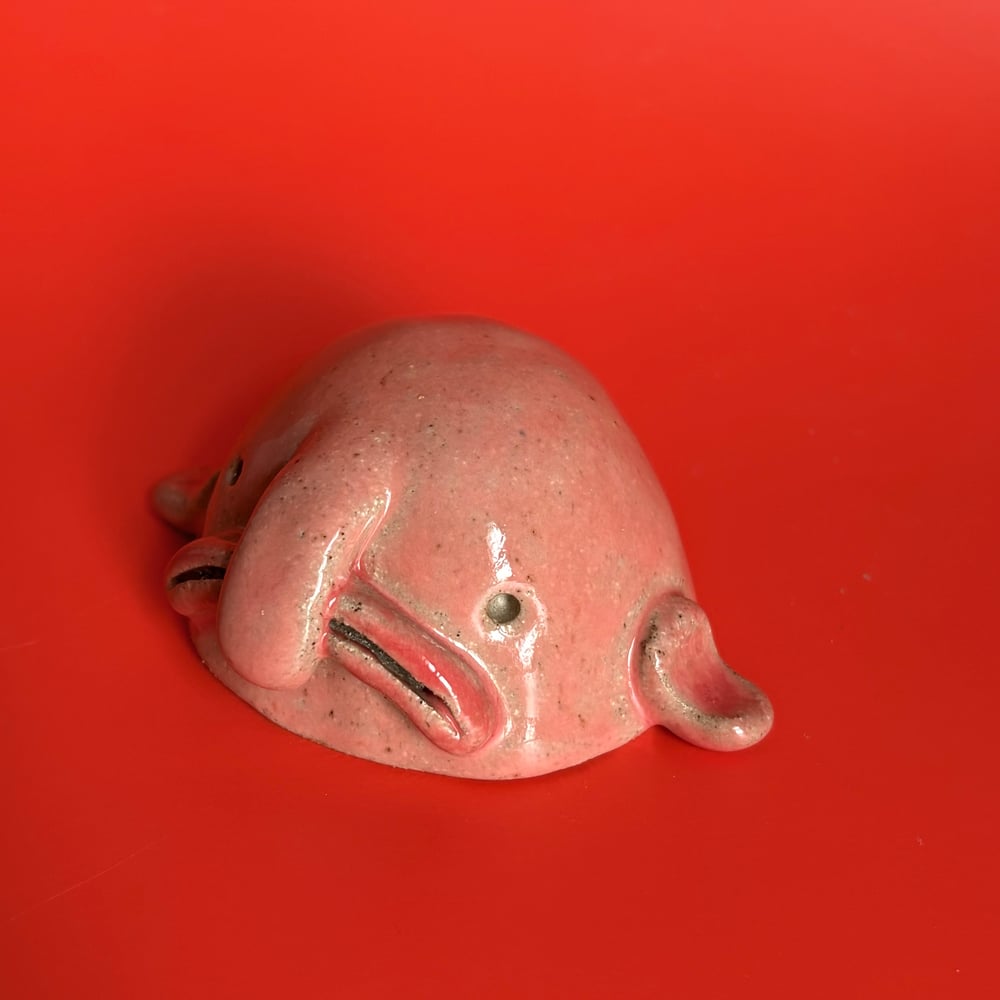 Image of Beautiful Blobfish 